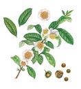 Botanical illustration of tea plant, flowers, leaves and seeds