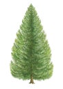 Botanical illustration of a tree of norway spruce Picea abies
