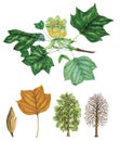 Botanical illustration of tulip tree, branch with leaves and flowers