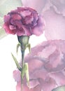 Botanical illustration in watercolor on a delicate pink background one carnation flower on a green stem fuchsia color Royalty Free Stock Photo