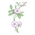 Botanical illustration of wildrose branch.