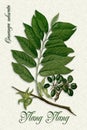 Vintage Botanical illustration of Ylang-Ylang