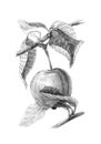 Botanical image of the fruits of the domestic apple tree. Drawing by hand with a pencil. Royalty Free Stock Photo