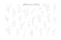 Botanical line art leaves hand drawn pencil sketches isolated Royalty Free Stock Photo