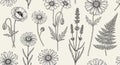 Botanical Line Art Seamless Pattern Royalty Free Stock Photo