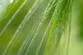 Botanical macro backdrop in green colors. Wet long grass with water droplets