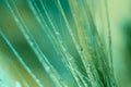 Botanical macro backdrop in green colors. Wet spike with water droplets, long grass with bokeh