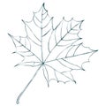 Botanical maple autumn leaf isolated on white background Royalty Free Stock Photo