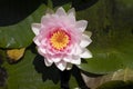 American white water-lily, a species of Waterlilies Nymphaea