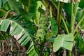Botanical Nature Green Tropical Banana Leaves Tree Royalty Free Stock Photo