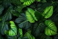 forest tree background colourful palm green tropical jungle nature leaf vintage. Generative AI. Royalty Free Stock Photo
