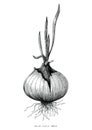 Botanical of onion hand drawing antique illustration