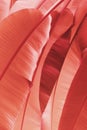 Botanical organic texture background in color pantone living coral