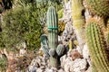 Botanical park with different cactuses in Monaco