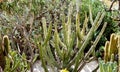 Botanical park with different cactuses in Monaco