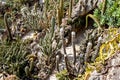 Botanical park with different cactuses in Monaco