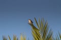 Botanical Perch: Great Grey Shrike Birds on a Green Plant Royalty Free Stock Photo
