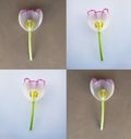 Botanical poster with Tulip flower. concept of creative poster or postcard. photo collage. close up flower