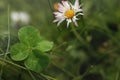 botanical rarity and lucky charm four-leaf-clover and daisy blossom with curly pink tips on meadow Royalty Free Stock Photo