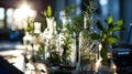 botanical research plant sample in glass flasks in laboratory with sunlight Royalty Free Stock Photo