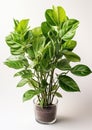 Botanical Resilience: Closeup of Zamioculcas zamiifolia Isolated on White Background