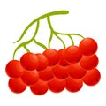 Botanical rowan icon, cartoon style