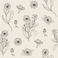 Botanical seamless pattern with blooming calendula plant, cut flower heads and buds hand drawn with contour lines