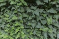 botanical seamless pattern from ivy hedera twig, green ivy leaves, natural background Royalty Free Stock Photo