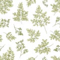 Botanical seamless pattern with Miracle Tree or Moringa oleifera leaves and flowers on white background. Floral backdrop