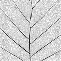 Botanical series Elegant detailed Single leaf structure in sketch style black and white on white background