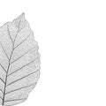 Botanical series Elegant Single detailed partial leaf in sketch style black and white on white background Royalty Free Stock Photo