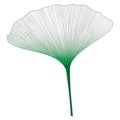 Botanical series Elegant Single Exotic leaf in sketch style in black and green gradient on white background