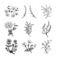 Botanical set, flowers, plants. Vector stock illustration eps 10. Outline, hand drawing. Royalty Free Stock Photo