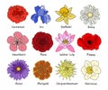 Botanical set of garden floral plants vector. Royalty Free Stock Photo