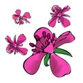 Botanical set of pink fireweed summer flowers. Color digital drawing in sketch style on white background