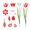 Botanical Set of Tulip `Leen van der Mark`. Flower, bud, bulbs, petals, pistil and stamens of yellow red tulip. Watercolor Royalty Free Stock Photo