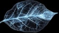 For botanical study and design, a high-contrast image of a leaf's intricate vein pattern is set against a black Royalty Free Stock Photo