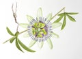 Watercolor painting of passiflora flower Royalty Free Stock Photo