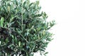 Botanical styled stock image, web banner Closeup of green olive tree leaves and branches, Olea europaea over white wall Royalty Free Stock Photo