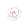 Botanical trendy illustration. Minimalist tattoo or print design. One line beautiful rose flower. Outline drawing Royalty Free Stock Photo