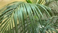 botanical tropical garden inside shopping mall, palm liaves Royalty Free Stock Photo