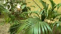 botanical tropical garden inside shopping mall, palm liaves Royalty Free Stock Photo