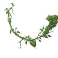 Botanical Twisted Jungle Vines Plant with Green Leafs