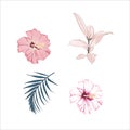 Botanical Vector Elements: ficus elastica, hibiscus flowers and palm leaves. Royalty Free Stock Photo
