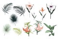 Botanical Vector Elements: ficus elastica, tropical lilies, orchid flowers and palm leaves.