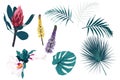 Botanical Vector Elements: monstera, palm leaves, tropical protea and hibiscus flowers and lupines. Royalty Free Stock Photo