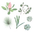 Botanical Vector Elements: palm leaves, tropical protea flowers, succulent and silver dollar eucalyptus. Royalty Free Stock Photo