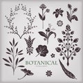 Botanical vector elements