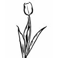 Botanical vector graphics. Sketch drawing. Pattern for your design. Line art. Tulip on a white background. Royalty Free Stock Photo