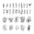 Botanical vector, hand drawn floral, branches, leaves and plant collection, vector illustration